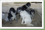 Marlower Meute: Die Marlower Meute ist entstanden aus einer Affäre der Hündin eines Vereinsmitgliedes mit dem Border Collie des benachbarten Bauern. Es gibt schließlich noch mehr im Leben eines Hütehundes als Kühe. Jetzt sind es statt einer eben vier Hundedamen die fast täglich mit Ihren Besitzerinnen erscheinen, um auf dem Hof nach dem Rechten zu sehen. Sie passen auf, dass auch ja jeder Fremde angebellt wird, klauen Möhren oder trockenes Brot und sind immer für die Kinder da, falls die mal dringend jemanden zum Streicheln brauchen. Marlower Meute: Die Marlower Meute ist entstanden aus einer Affäre der Hündin eines Vereinsmitgliedes mit dem Border Collie des benachbarten Bauern. Es gibt schließlich noch mehr im Leben eines Hütehundes als Kühe. Jetzt sind es statt einer eben vier Hundedamen die fast täglich mit Ihren Besitzerinnen erscheinen, um auf dem Hof nach dem Rechten zu sehen. Sie passen auf, dass auch ja jeder Fremde angebellt wird, klauen Möhren oder trockenes Brot und sind immer für die Kinder da, falls die mal dringend jemanden zum Streicheln brauchen.