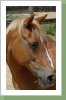 Ronja: Auch Ronja Räubertochter genannt, ist eines unserer zwei Ponys für die Kleinen. Als Vereinspferd macht Ronja so ziemlich alles was anfällt. Sie geht für Reitanfänger an der Longe, für die Fortgeschrittenen in der Abteilung oder im Einzeltraining und fährt auch mit zu kleineren Wettkämpfen. Mit viel Geduld erträgt sie auch viele Kinder, die gemeinsam an ihr rumputzen. Zum Ausgleich setzt sie dann manchmal ihren Kopf durch, man ist ja schließlich ein Pony, das was auf sich hält. Ronja: Auch Ronja Räubertochter genannt, ist eines unserer zwei Ponys für die Kleinen. Als Vereinspferd macht Ronja so ziemlich alles was anfällt. Sie geht für Reitanfänger an der Longe, für die Fortgeschrittenen in der Abteilung oder im Einzeltraining und fährt auch mit zu kleineren Wettkämpfen. Mit viel Geduld erträgt sie auch viele Kinder, die gemeinsam an ihr rumputzen. Zum Ausgleich setzt sie dann manchmal ihren Kopf durch, man ist ja schließlich ein Pony, das was auf sich hält.