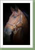Webers Heinz: Bei uns im Stall von vielen Heinzi genannt, ist ein Reitpferd, welches im Gelände unerschrocken und flott unterwegs ist sowie Spaß am Springen hat. An der Longe ist er sehr artig und kann den Reitschülern noch einiges beibringen. Wenn Heinz allerdings nicht ausgelastet ist, kann er zum Griesgram mutieren. Alles in allem ist er aber ein toller Allrounder für Freizeit und Sport. Webers Heinz: Bei uns im Stall von vielen Heinzi genannt, ist ein Reitpferd, welches im Gelände unerschrocken und flott unterwegs ist sowie Spaß am Springen hat. An der Longe ist er sehr artig und kann den Reitschülern noch einiges beibringen. Wenn Heinz allerdings nicht ausgelastet ist, kann er zum Griesgram mutieren. Alles in allem ist er aber ein toller Allrounder für Freizeit und Sport.